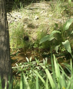 Photo by 'A Simple Nature'